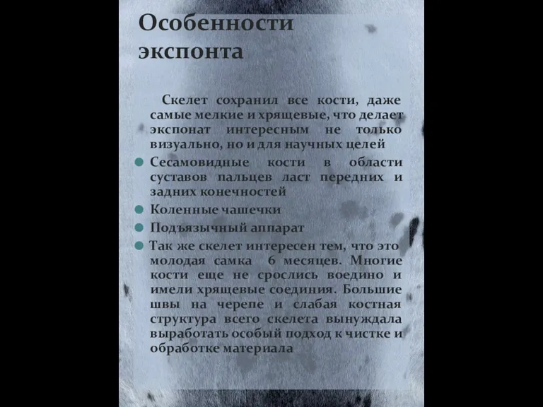 Скелет сохранил все кости, даже самые мелкие и хрящевые, что делает экспонат