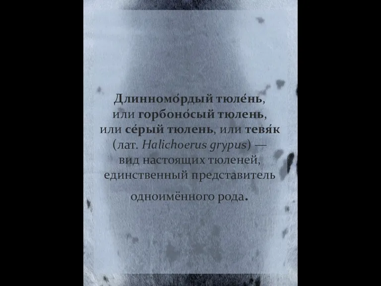 Длинномо́рдый тюле́нь, или горбоно́сый тюлень, или се́рый тюлень, или тевя́к (лат. Halichoerus