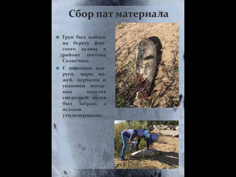 Труп был найден на берегу фин-ского залива в районе поселка Солнечное. С