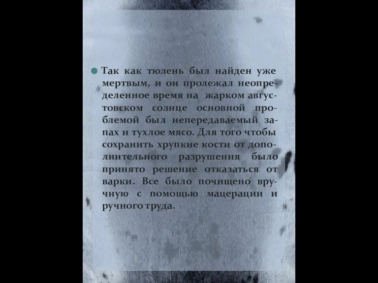 Так как тюлень был найден уже мертвым, и он пролежал неопре-деленное время