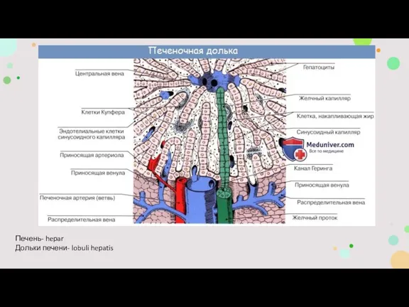 Печень- hepar Дольки печени- lobuli hepatis