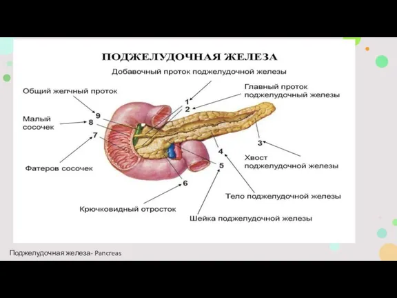 Поджелудочная железа- Pancreas