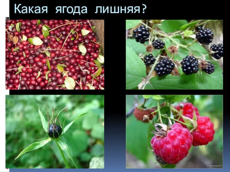 Какая ягода лишняя?