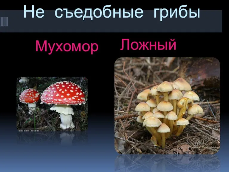 Не съедобные грибы Мухомор Ложный опёнок