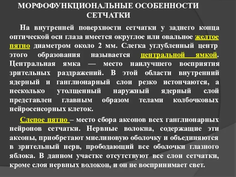 МОРФОФУНКЦИОНАЛЬНЫЕ ОСОБЕННОСТИ СЕТЧАТКИ На внутренней поверхности сетчатки у заднего конца оптической оси