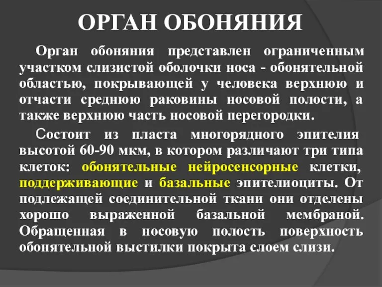 ОРГАН ОБОНЯНИЯ Орган обоняния представлен ограниченным участком слизистой оболочки носа - обонятельной