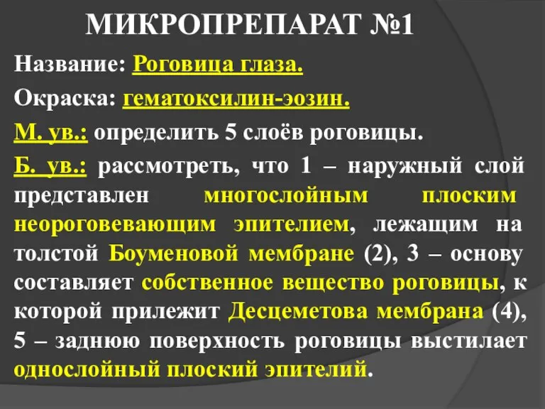 МИКРОПРЕПАРАТ №1 Название: Роговица глаза. Окраска: гематоксилин-эозин. М. ув.: определить 5 слоёв