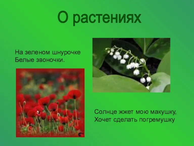 О растениях На зеленом шнурочке Белые звоночки. Солнце жжет мою макушку, Хочет сделать погремушку