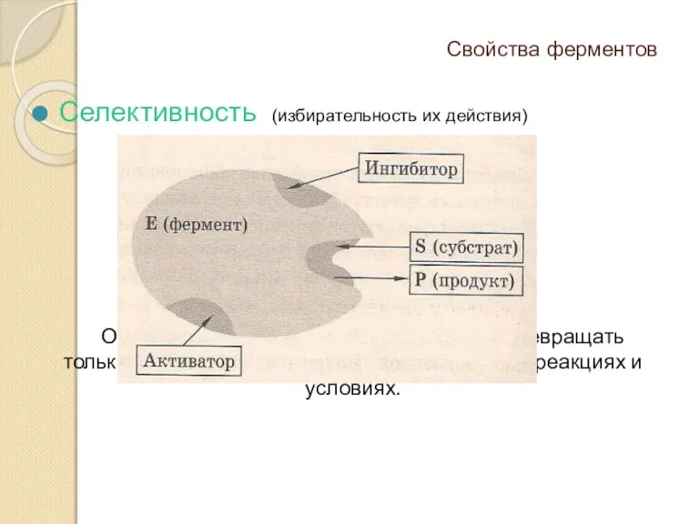 Свойства ферментов Селективность (избирательность их действия) Определяется, способностью фермента превращать только данный