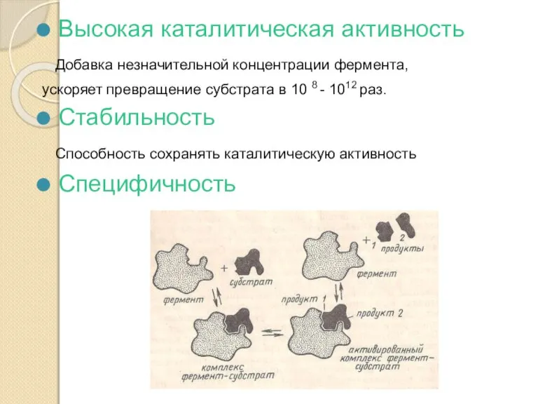 Высокая каталитическая активность Добавка незначительной концентрации фермента, ускоряет превращение субстрата в 10