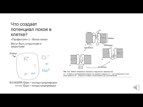 Что создает потенциал покоя в клетке? «Профессия» 2 – белок-канал Могут быть открытыми и закрытыми