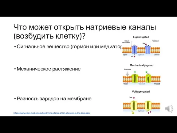 Что может открыть натриевые каналы (возбудить клетку)? Сигнальное вещество (гормон или медиатор)