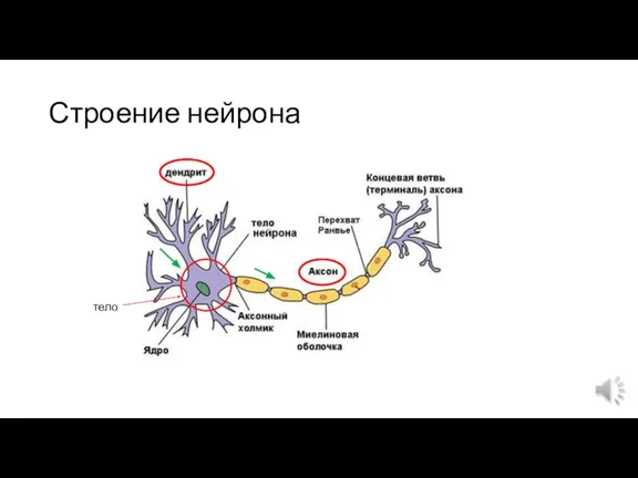 Строение нейрона тело