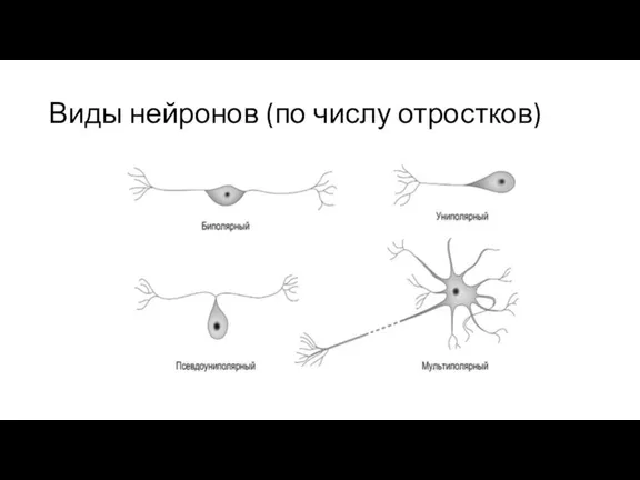 Виды нейронов (по числу отростков)