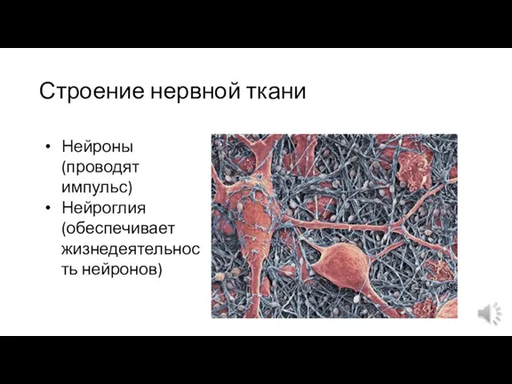 Строение нервной ткани Нейроны (проводят импульс) Нейроглия (обеспечивает жизнедеятельность нейронов)