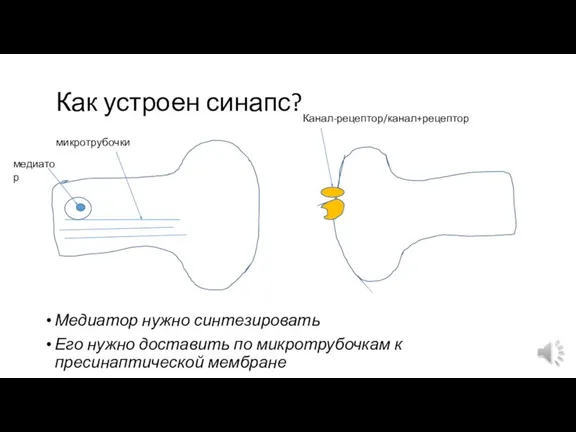 Как устроен синапс? Медиатор нужно синтезировать Его нужно доставить по микротрубочкам к