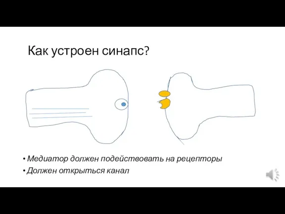 Как устроен синапс? Медиатор должен подействовать на рецепторы Должен открыться канал