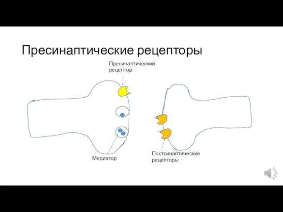 Пресинаптические рецепторы Пресинаптический рецептор Постсинаптические рецепторы Медиатор