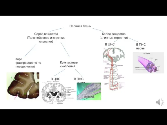 Нервная ткань Серое вещество (Тела нейронов и короткие отростки) Белое вещество (длинные