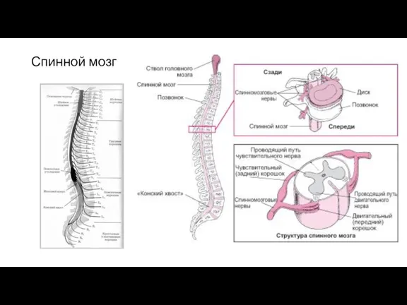 Спинной мозг