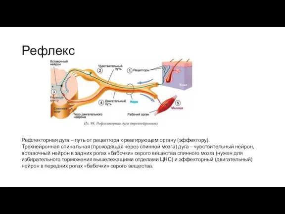 Рефлекс Рефлекторная дуга – путь от рецептора к реагирующем органу (эффектору). Трехнейронная