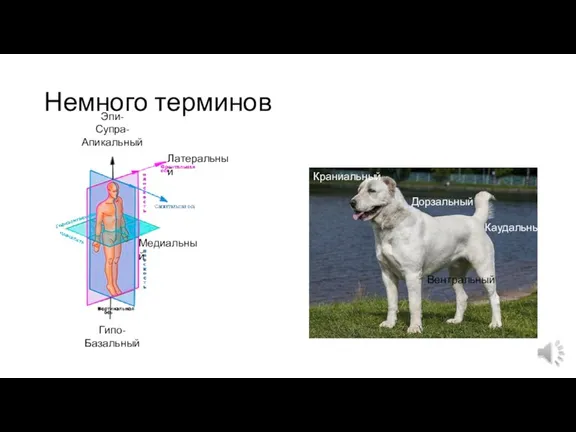 Немного терминов Эпи- Супра- Апикальный Гипо- Базальный Медиальный Латеральный Вентральный Дорзальный Краниальный Каудальный