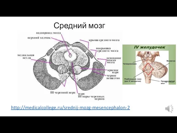 Средний мозг http://medicalcollege.ru/srednij-mozg-mesencephalon-2