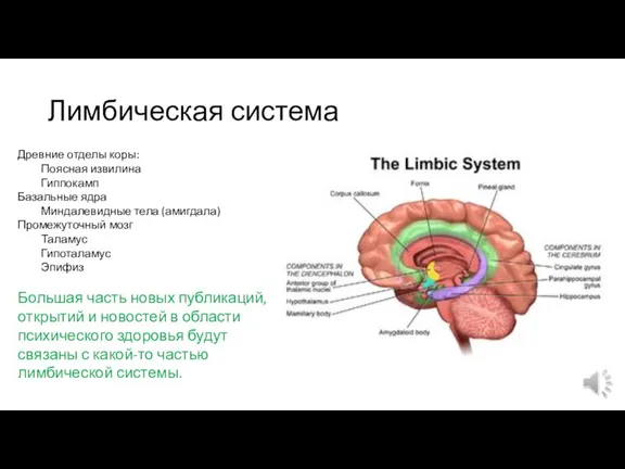 Лимбическая система Древние отделы коры: Поясная извилина Гиппокамп Базальные ядра Миндалевидные тела