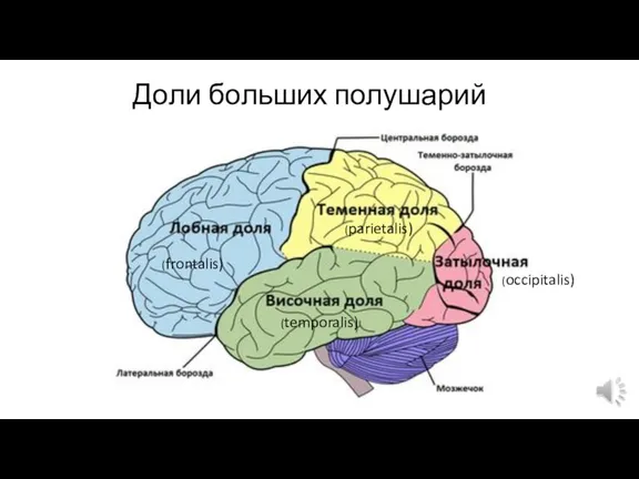 Доли больших полушарий (frontalis) (parietalis) (occipitalis) (temporalis)