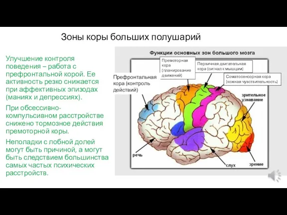 Зоны коры больших полушарий Улучшение контроля поведения – работа с префронтальной корой.