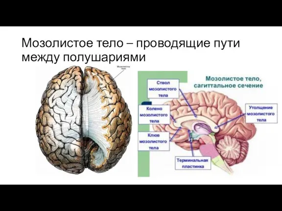 Мозолистое тело – проводящие пути между полушариями