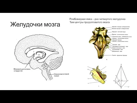 Желудочки мозга Ромбовидная ямка – дно четвертого желудочка Там центры продолговатого мозга