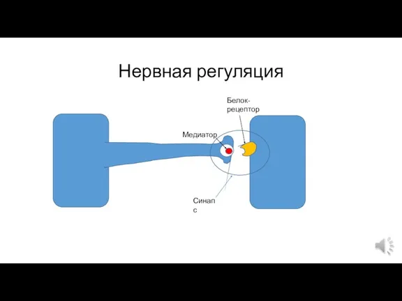 Нервная регуляция Медиатор Белок-рецептор