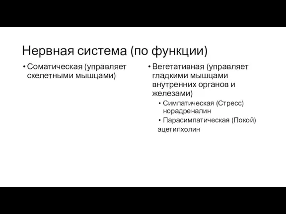 Нервная система (по функции) Соматическая (управляет скелетными мышцами) Вегетативная (управляет гладкими мышцами