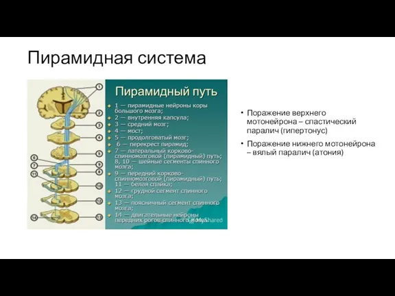 Пирамидная система Поражение верхнего мотонейрона – спастический паралич (гипертонус) Поражение нижнего мотонейрона – вялый паралич (атония)