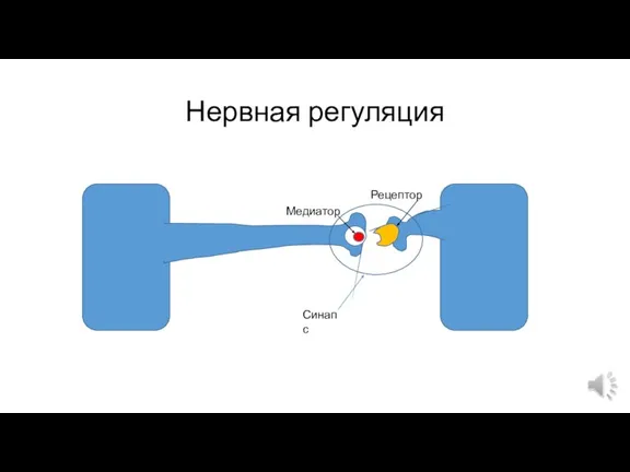 Нервная регуляция Медиатор Рецептор