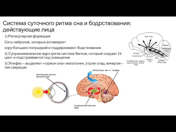 Система суточного ритма сна и бодрствования: действующие лица 1) Ретикулярная формация Сеть