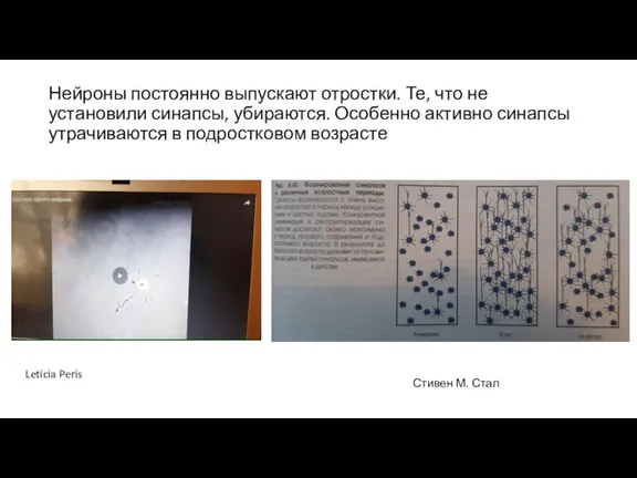 Нейроны постоянно выпускают отростки. Те, что не установили синапсы, убираются. Особенно активно