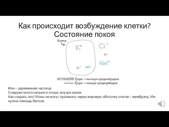 Как происходит возбуждение клетки? Состояние покоя Ион – заряженная частица. Снаружи много