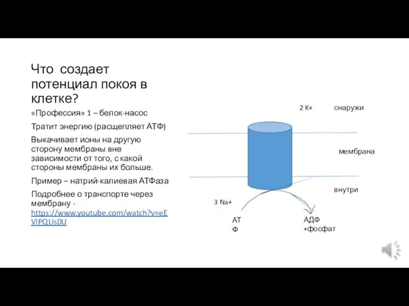 Что создает потенциал покоя в клетке? «Профессия» 1 – белок-насос Тратит энергию