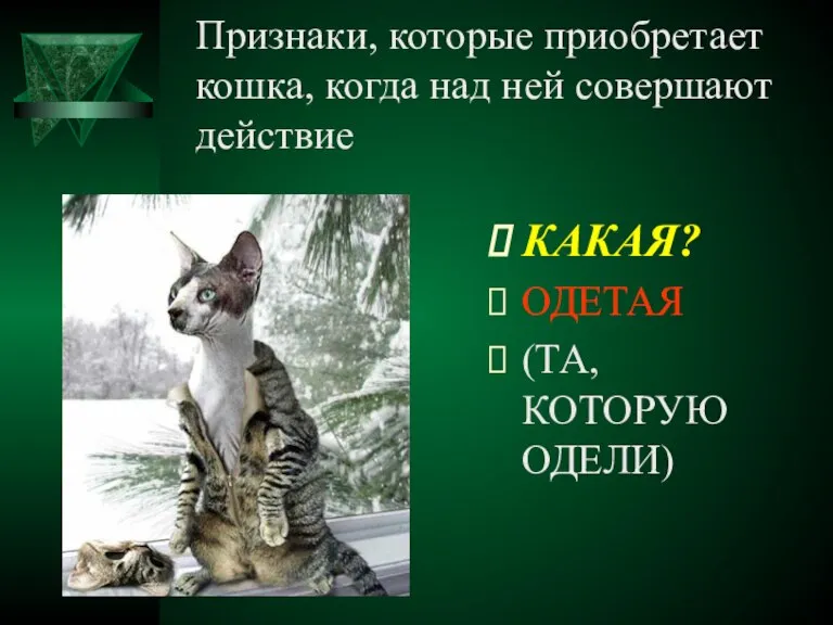 Признаки, которые приобретает кошка, когда над ней совершают действие КАКАЯ? ОДЕТАЯ (ТА, КОТОРУЮ ОДЕЛИ)