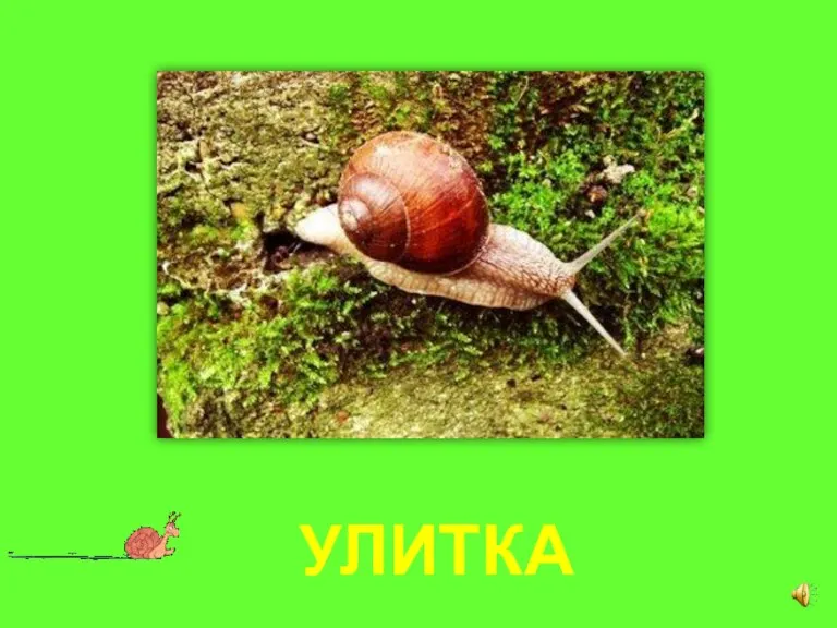 УЛИТКА