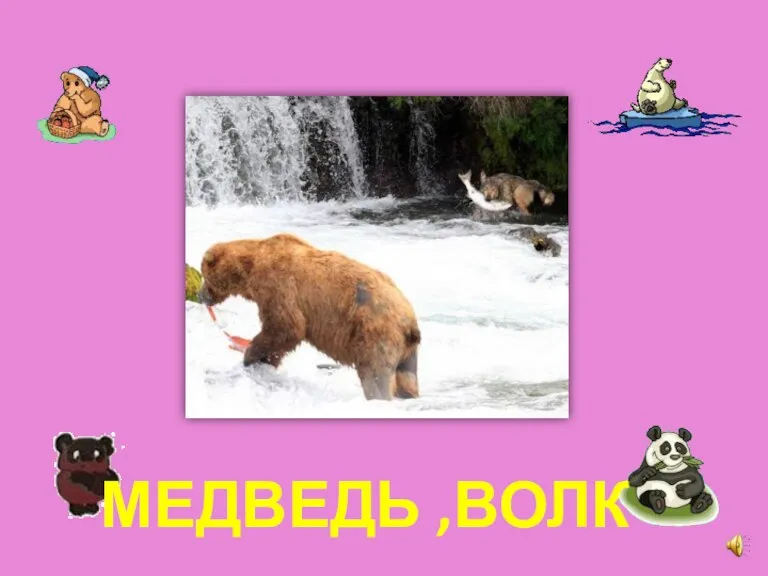 МЕДВЕДЬ ,ВОЛК