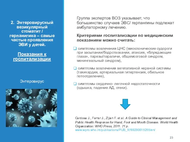 2. Энтеровирусный везикулярный стоматит / герпанигина – самые частые проявления ЭВИ у