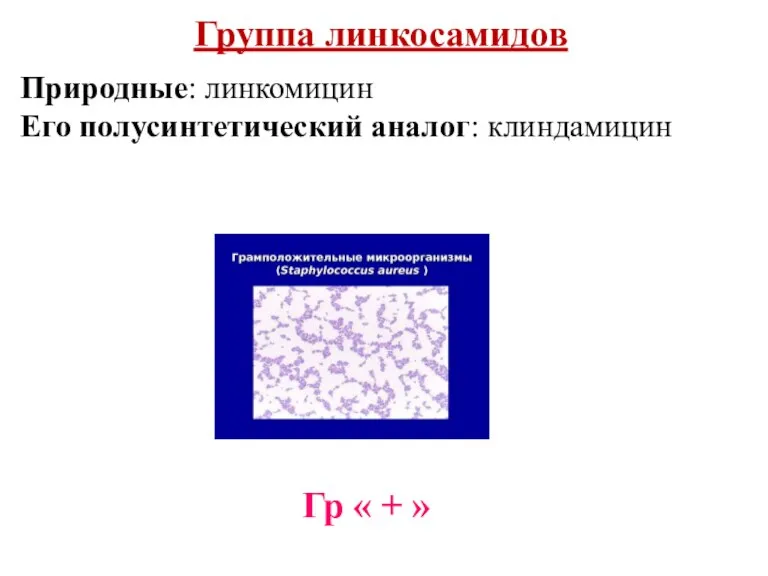 Группа линкосамидов Природные: линкомицин Его полусинтетический аналог: клиндамицин Гр « + »