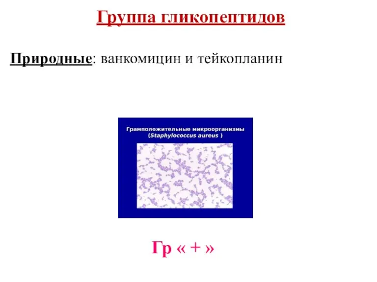 Группа гликопептидов Природные: ванкомицин и тейкопланин Гр « + »