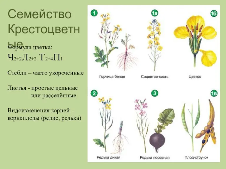 Семейство Крестоцветные Формула цветка: Ч2+2Л2+2 Т2+4П1 Стебли – часто укороченные Листья -