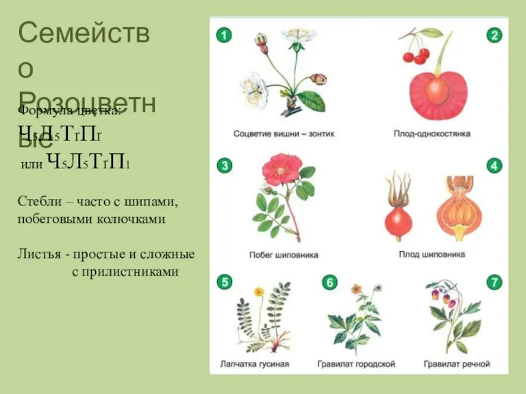 Семейство Розоцветные Формула цветка: Ч5Л5ТҐПҐ или Ч5Л5ТҐП1 Стебли – часто с шипами,