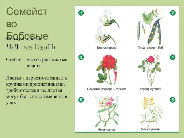 Семейство Бобовые Формула цветка: Ч5Л1+2+(2) Т(9)+1П1 Стебли – часто травянистые лианы Листья