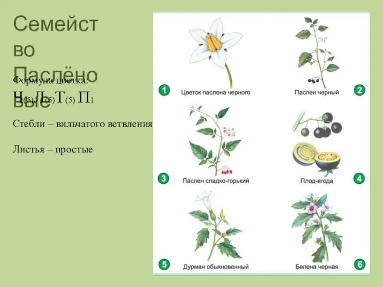 Семейство Паслёновые Формула цветка: Ч(5)Л(5)Т(5) П1 Стебли – вильчатого ветвления Листья – простые
